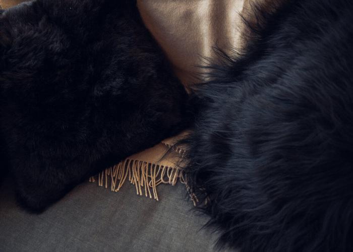 Bild 16, Icelandic Sheepskin Shorn Grey - Cuero Design - Bonus Möbler