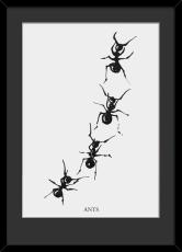 Ants 50X70 Svart - Hoei - Bonus M&ouml;bler
