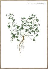 Nordic Flora 1 21X30 Tr&auml;ren | Hoei | Bonus M&ouml;bler