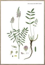 Nordic Flora 4 21X30 Tr&auml;ren - Hoei - Bonus M&ouml;bler