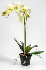 Phalaenopsis 60 cm Gr&ouml;n - Mr Plant - Bonus M&ouml;bler