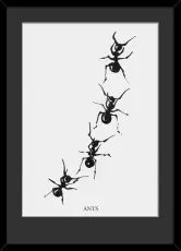 Ants 50X70 Svart | Hoei | Bonus M&ouml;bler