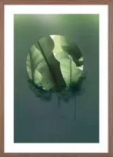 Botanic 01 50X70 Valn&ouml;t | Hoei | Bonus M&ouml;bler