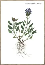 Nordic Flora 6 21X30 Tr&auml;ren - Hoei - Bonus M&ouml;bler