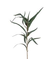 Eucalyptus 60 cm Gr&ouml;n - Mr Plant - Bonus M&ouml;bler