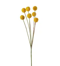 Craspedia 60 cm Gul - Mr Plant - Bonus M&ouml;bler
