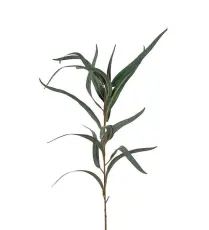 Eucalyptus 60 cm Gr&ouml;n - Mr Plant - Bonus M&ouml;bler