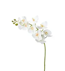 Phalaenopsis 105 cm Vit - Mr Plant - Bonus M&ouml;bler