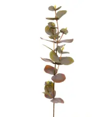 Eukalyptus 40 cm Mix - Mr Plant - Bonus M&ouml;bler