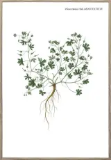 Nordic Flora 1 21X30 Tr&auml;ren - Hoei - Bonus M&ouml;bler